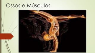 Ossos e Músculos 
 