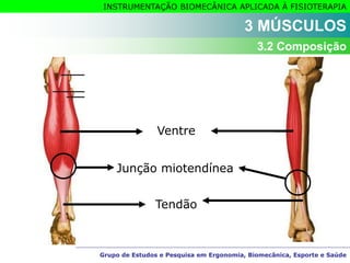 Grupo de Estudos e Pesquisa em Ergonomia, Biomecânica, Esporte e Saúde
INSTRUMENTAÇÃO BIOMECÂNICA APLICADA À FISIOTERAPIA
Ventre
Tendão
Grupo de Estudos e Pesquisa em Ergonomia, Biomecânica, Esporte e Saúde
3 MÚSCULOS
3.2 Composição
Junção miotendínea
 