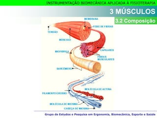 Grupo de Estudos e Pesquisa em Ergonomia, Biomecânica, Esporte e Saúde
INSTRUMENTAÇÃO BIOMECÂNICA APLICADA À FISIOTERAPIA
Grupo de Estudos e Pesquisa em Ergonomia, Biomecânica, Esporte e Saúde
3 MÚSCULOS
3.2 Composição
 