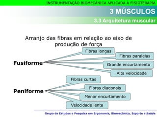 Grupo de Estudos e Pesquisa em Ergonomia, Biomecânica, Esporte e Saúde
INSTRUMENTAÇÃO BIOMECÂNICA APLICADA À FISIOTERAPIA
Grupo de Estudos e Pesquisa em Ergonomia, Biomecânica, Esporte e Saúde
Arranjo das fibras em relação ao eixo de
produção de força
Fusiforme
Peniforme
3 MÚSCULOS
3.3 Arquitetura muscular
Fibras longas
Fibras curtas
Fibras paralelas
Grande encurtamento
Alta velocidade
Fibras diagonais
Menor encurtamento
Velocidade lenta
 