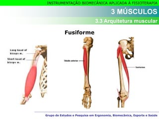 Grupo de Estudos e Pesquisa em Ergonomia, Biomecânica, Esporte e Saúde
INSTRUMENTAÇÃO BIOMECÂNICA APLICADA À FISIOTERAPIA
Grupo de Estudos e Pesquisa em Ergonomia, Biomecânica, Esporte e Saúde
Fusiforme
3 MÚSCULOS
3.3 Arquitetura muscular
 