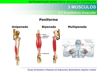 Grupo de Estudos e Pesquisa em Ergonomia, Biomecânica, Esporte e Saúde
INSTRUMENTAÇÃO BIOMECÂNICA APLICADA À FISIOTERAPIA
Grupo de Estudos e Pesquisa em Ergonomia, Biomecânica, Esporte e Saúde
Peniforme
3 MÚSCULOS
3.3 Arquitetura muscular
Unipenado Bipenado Multipenado
 