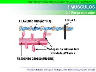 Grupo de Estudos e Pesquisa em Ergonomia, Biomecânica, Esporte e Saúde
INSTRUMENTAÇÃO BIOMECÂNICA APLICADA À FISIOTERAPIA
Grupo de Estudos e Pesquisa em Ergonomia, Biomecânica, Esporte e Saúde
3 MÚSCULOS
3.9 Força muscular
 
