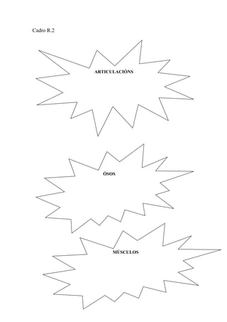 Cadro R.2
ARTICULACIÓNS
ÓSOS
MÚSCULOS
 