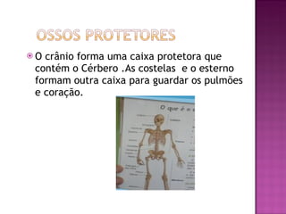 O crânio forma uma caixa protetora que contém o Cérbero .As costelas  e o esterno  formam outra caixa para guardar os pulmões e coração.  