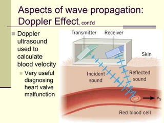 57
Aspects of wave propagation:
Doppler Effect, cont’d
 Doppler
ultrasound
used to
calculate
blood velocity
 Very useful
diagnosing
heart valve
malfunction
 