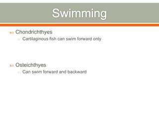    Chondrichthyes
    o Cartilaginous fish can swim forward only




   Osteichthyes
    o Can swim forward and backward
 