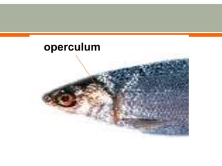 operculum
 