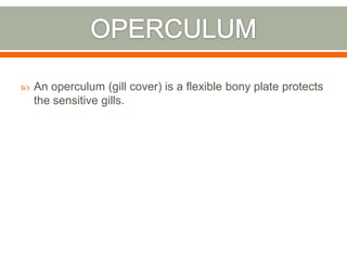    An operculum (gill cover) is a flexible bony plate protects
    the sensitive gills.
 