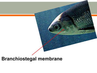 Branchiostegal membrane
 
