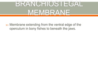    Membrane extending from the ventral edge of the
    operculum in bony fishes to beneath the jaws.
 