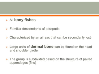    All bony fishes

   Familiar descendants of tetrapods

   Characterized by an air sac that can be secondarily lost

   Large units of dermal bone can be found on the head
    and shoulder girdle

   The group is subdivided based on the structure of paired
    appendages (fins)
 