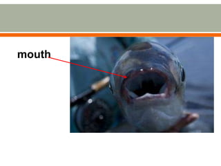 mouth
 