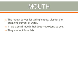    The mouth serves for taking in food; also for the
    breathing current of water.
   It has a small mouth that does not extend to eye.
   They are toothless fish.
 