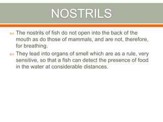    The nostrils of fish do not open into the back of the
    mouth as do those of mammals, and are not, therefore,
    for breathing.
   They lead into organs of smell which are as a rule, very
    sensitive, so that a fish can detect the presence of food
    in the water at considerable distances.
 