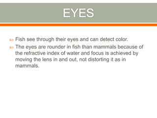    Fish see through their eyes and can detect color.
   The eyes are rounder in fish than mammals because of
    the refractive index of water and focus is achieved by
    moving the lens in and out, not distorting it as in
    mammals.
 
