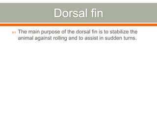    The main purpose of the dorsal fin is to stabilize the
    animal against rolling and to assist in sudden turns.
 