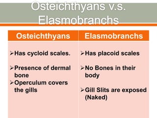 Osteichthyans         Elasmobranchs

Has cycloid scales.   Has placoid scales

Presence of dermal    No Bones in their
 bone                   body
Operculum covers
 the gills             Gill Slits are exposed
                        (Naked)
 