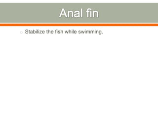 o Stabilize the fish while swimming.
 