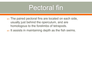    The paired pectoral fins are located on each side,
    usually just behind the operculum, and are
    homologous to the forelimbs of tetrapods.
   It assists in maintaining depth as the fish swims.
 
