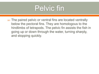    The paired pelvic or ventral fins are located ventrally
    below the pectoral fins. They are homologous to the
    hindlimbs of tetrapods. The pelvic fin assists the fish in
    going up or down through the water, turning sharply,
    and stopping quickly.
 