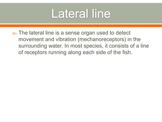    The lateral line is a sense organ used to detect
    movement and vibration (mechanoreceptors) in the
    surrounding water. In most species, it consists of a line
    of receptors running along each side of the fish.
 
