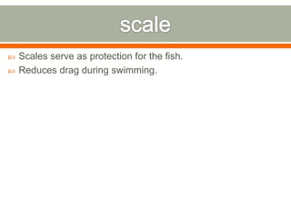    Scales serve as protection for the fish.
   Reduces drag during swimming.
 