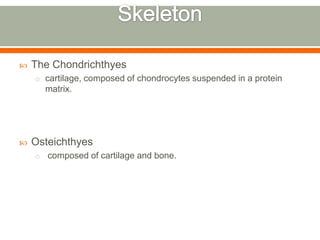    The Chondrichthyes
    o cartilage, composed of chondrocytes suspended in a protein
        matrix.




   Osteichthyes
    o   composed of cartilage and bone.
 