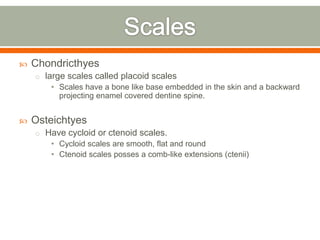    Chondricthyes
    o large scales called placoid scales
        • Scales have a bone like base embedded in the skin and a backward
          projecting enamel covered dentine spine.


   Osteichtyes
    o Have cycloid or ctenoid scales.
        • Cycloid scales are smooth, flat and round
        • Ctenoid scales posses a comb-like extensions (ctenii)
 