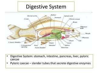 Osteichthyes Diagram osteichthyes-diagram