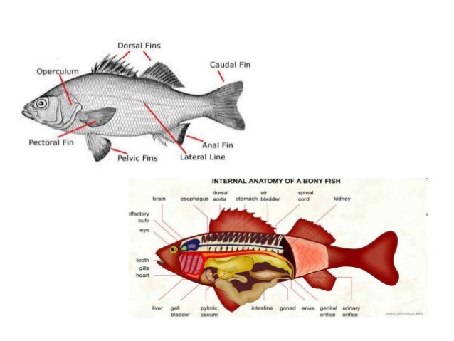 Class Osteichthyes