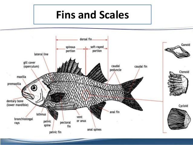 Class Osteichthyes perch internal diagram 