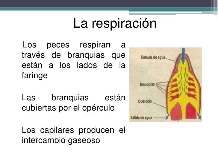 Osteictios