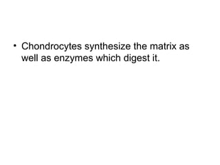 • Chondrocytes synthesize the matrix as
well as enzymes which digest it.
 