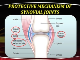 PROTECTIVE MECHANISM OF
SYNOVIAL JOINTS
 