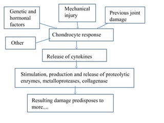 Genetic and
hormonal
factors
Other
Mechanical
injury
Chondrocyte response
Release of cytokines
Stimulation, production and release of proteolytic
enzymes, metalloproteases, collagenase
Resulting damage predisposes to
more....
Previous joint
damage
 