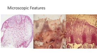 Microscopic Features
 
