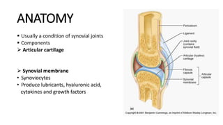ANATOMY
 Usually a condition of synovial joints
 Components
 Articular cartilage
 Synovial membrane
• Synoviocytes
• Produce lubricants, hyaluronic acid,
cytokines and growth factors
 