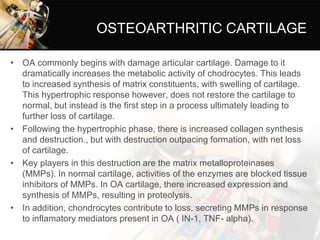 OSTEOARTHRITIC CARTILAGE
• OA commonly begins with damage articular cartilage. Damage to it
dramatically increases the metabolic activity of chodrocytes. This leads
to increased synthesis of matrix constituents, with swelling of cartilage.
This hypertrophic response however, does not restore the cartilage to
normal, but instead is the first step in a process ultimately leading to
further loss of cartilage.
• Following the hypertrophic phase, there is increased collagen synthesis
and destruction., but with destruction outpacing formation, with net loss
of cartilage.
• Key players in this destruction are the matrix metalloproteinases
(MMPs). In normal cartilage, activities of the enzymes are blocked tissue
inhibitors of MMPs. In OA cartilage, there increased expression and
synthesis of MMPs, resulting in proteolysis.
• In addition, chondrocytes contribute to loss, secreting MMPs in response
to inflamatory mediators present in OA ( IN-1, TNF- alpha).
 
