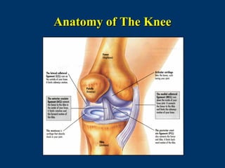Anatomy of The Knee
 