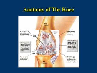 Anatomy of The Knee
 
