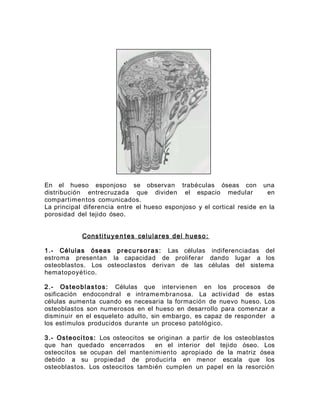 En el hueso esponjoso se observan trabéculas óseas con una
distribución entrecruzada que dividen el espacio medular en
compartimentos comunicados.
La principal diferencia entre el hueso esponjoso y el cortical reside en la
porosidad del tejido óseo.
Constitu ye n tes celulares del hueso:
1.- Células óseas precursoras: Las células indiferenciadas del
estroma presentan la capacidad de proliferar dando lugar a los
osteoblastos. Los osteoclastos derivan de las células del sistema
hematopoyético.
2.- Osteoblastos: Células que intervienen en los procesos de
osificación endocondral e intramembranosa. La actividad de estas
células aumenta cuando es necesaria la formación de nuevo hueso. Los
osteoblastos son numerosos en el hueso en desarrollo para comenzar a
disminuir en el esqueleto adulto, sin embargo, es capaz de responder a
los estímulos producidos durante un proceso patológico.
3.- Osteocitos: Los osteocitos se originan a partir de los osteoblastos
que han quedado encerrados en el interior del tejido óseo. Los
osteocitos se ocupan del mantenimiento apropiado de la matriz ósea
debido a su propiedad de producirla en menor escala que los
osteoblastos. Los osteocitos también cumplen un papel en la resorción
 