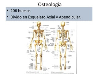 Osteología
• 206 huesos
• Divido en Esqueleto Axial y Apendicular.
 