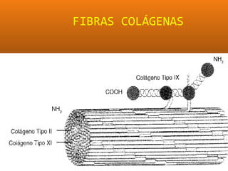 FIBRAS COLÁGENAS
 