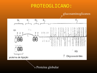 PROTEOGLICANO:
Proteína globular
glucosaminoglicanos
 