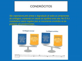 CONDRÓCITOS
São responsáveis pela síntese e degradação de todos os componentesSão responsáveis pela síntese e degradação de todos os componentes
da cartilagem, mantendo um estado de equilíbrio entre eles. Na O A oda cartilagem, mantendo um estado de equilíbrio entre eles. Na O A o
metabolismo estará negativo pois os mecanismos envolvidos na de-metabolismo estará negativo pois os mecanismos envolvidos na de-
gradação são predominantes.gradação são predominantes.
 