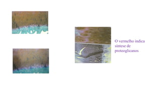 O vermelho indica
síntese de
proteoglicanos
 