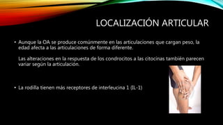 LOCALIZACIÓN ARTICULAR
• Aunque la OA se produce comúnmente en las articulaciones que cargan peso, la
edad afecta a las articulaciones de forma diferente.
Las alteraciones en la respuesta de los condrocitos a las citocinas también parecen
variar según la articulación.
• La rodilla tienen más receptores de interleucina 1 (IL-1)
 