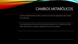 CAMBIOS METABÓLICOS
aumenta notablemente la síntesis y secreción de enzimas degradantes de la matriz
los condrocitos
Las colagenasas suelen causar la primera descomposición en el colágeno de triple
hélice, permitiendo su posterior degradación por otras proteasas.
 