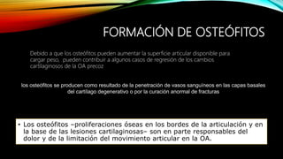 FORMACIÓN DE OSTEÓFITOS
• Los osteófitos –proliferaciones óseas en los bordes de la articulación y en
la base de las lesiones cartilaginosas– son en parte responsables del
dolor y de la limitación del movimiento articular en la OA.
Debido a que los osteófitos pueden aumentar la superficie articular disponible para
cargar peso, pueden contribuir a algunos casos de regresión de los cambios
cartilaginosos de la OA precoz
los osteófitos se producen como resultado de la penetración de vasos sanguíneos en las capas basales
del cartílago degenerativo o por la curación anormal de fracturas
 